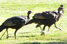 Wild Turkeys at Round River Woodworking